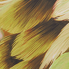 ${brand} Plumage Print Mini Skirt ${colorDescription} ${masterID}